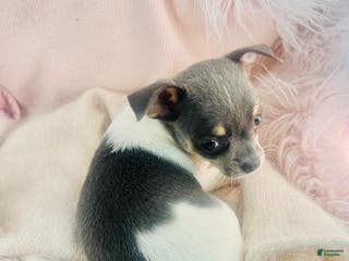 Chihuahua dogs Chihuahua Puppy 2 - Ad 23