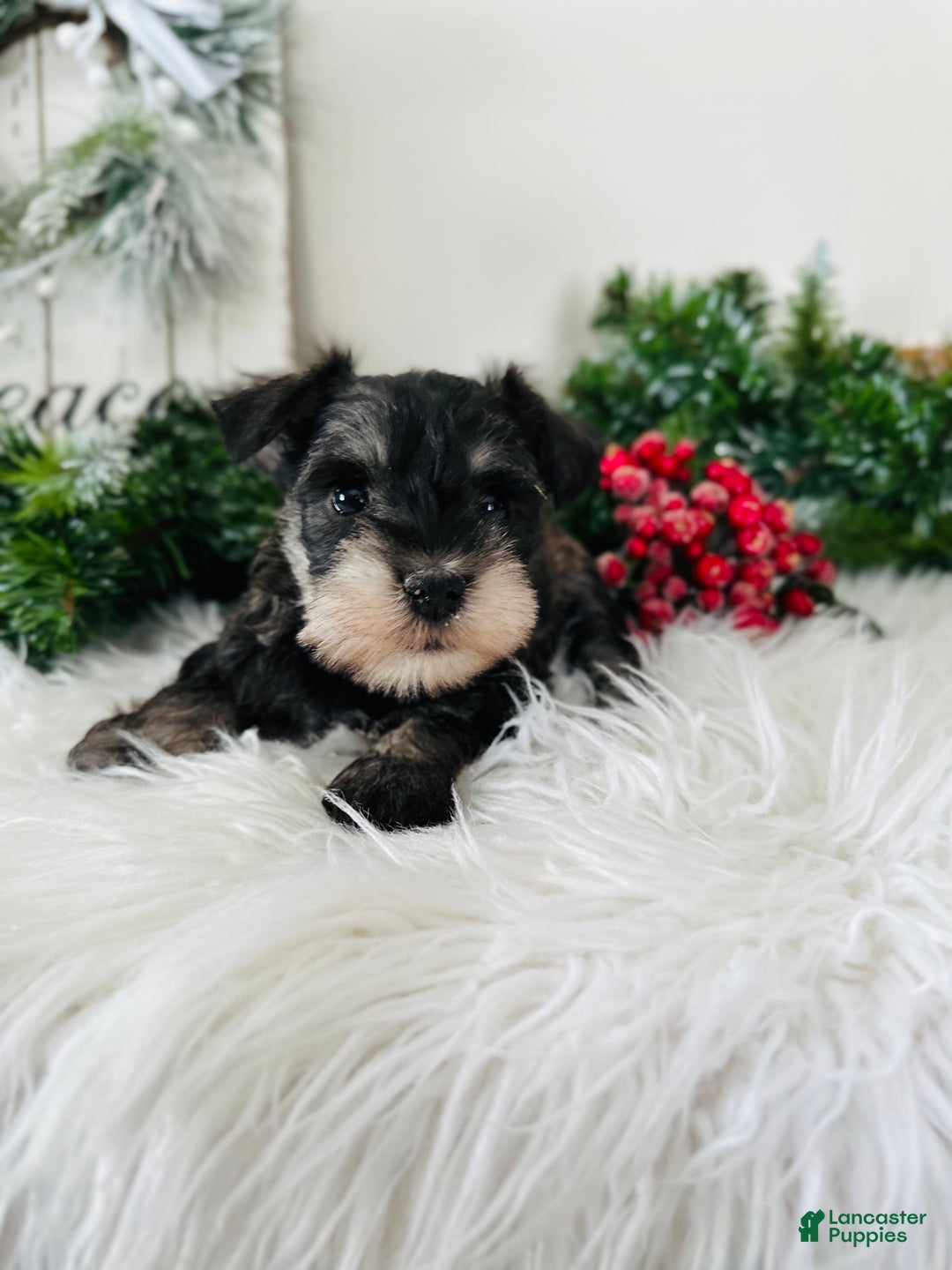 Miniature Schnauzer dogs for sale: Indy - Ad 15