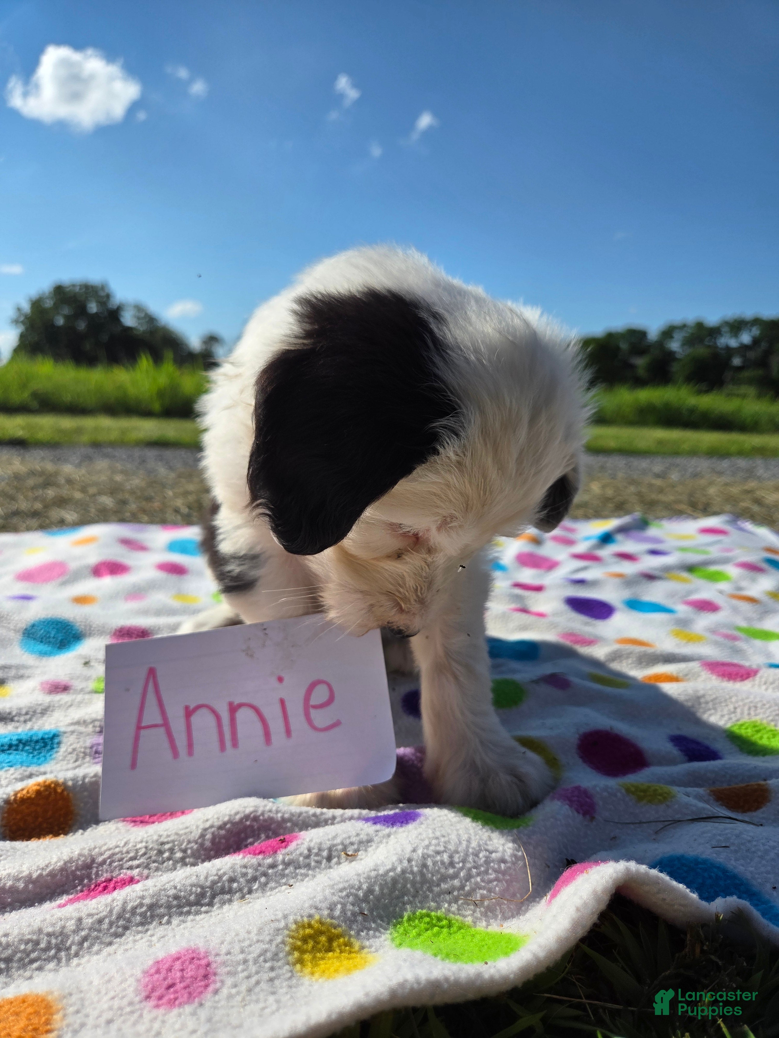Sheepadoodle dogs Sheepadoodle 5 - Ad 11