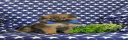 Pomeranian dogs for sale: Boyd - Ad 3