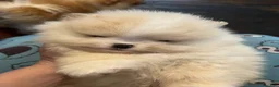 Pomeranian dogs for sale: Pomeranian Puppy 2 - Ad 10