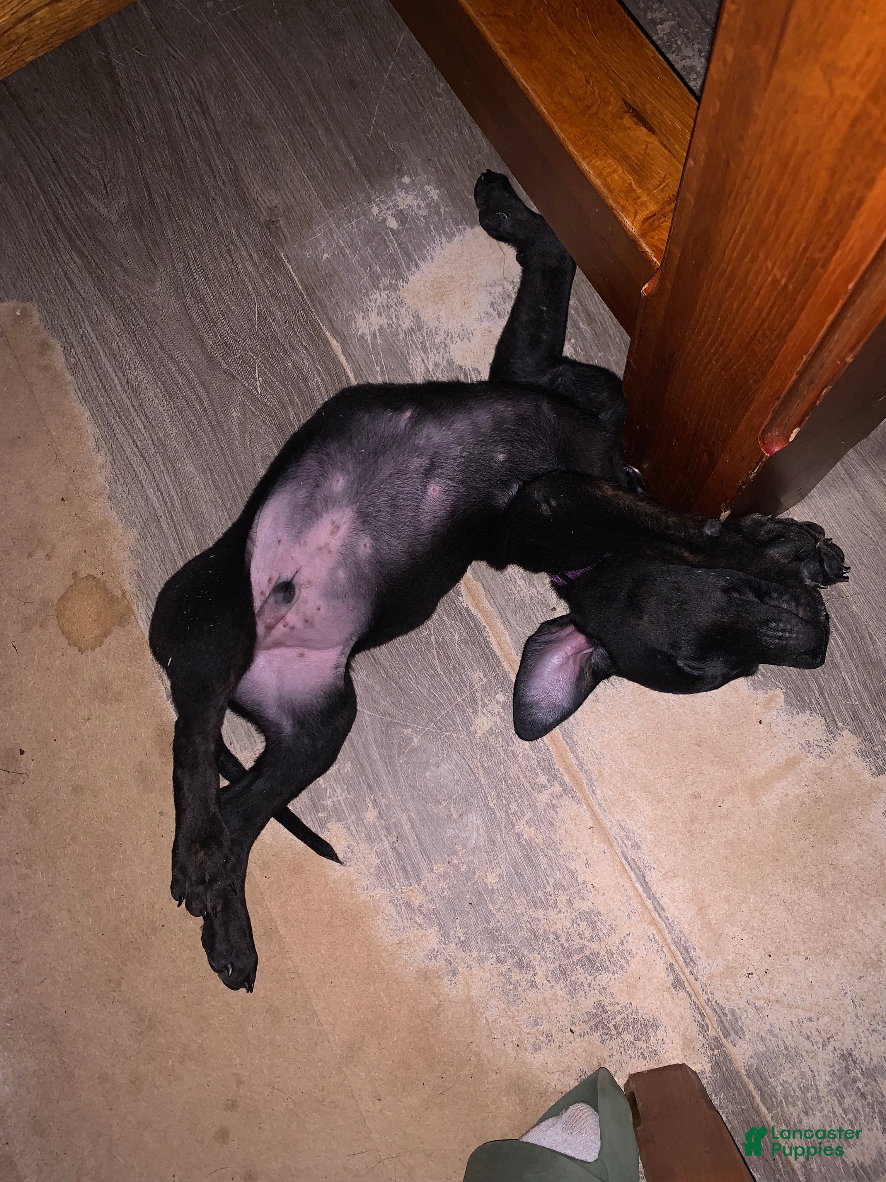 Mixed Breed dogs Mixed Breed 7 - Ad 16