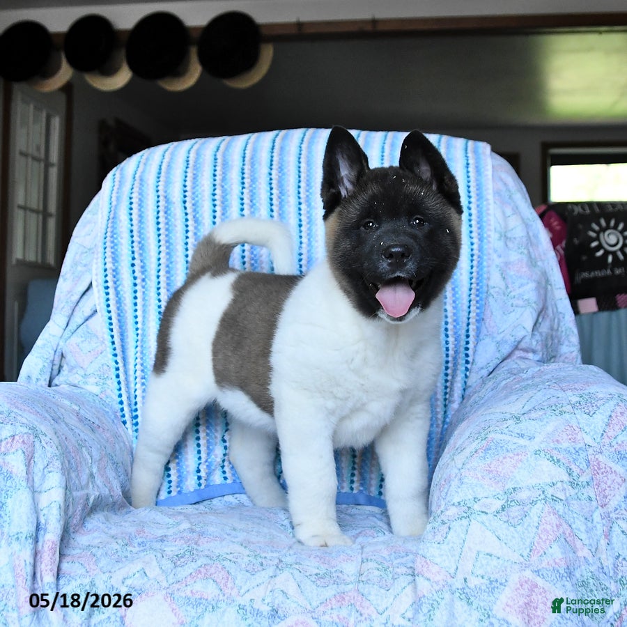 Akita dogs George - Ad 1