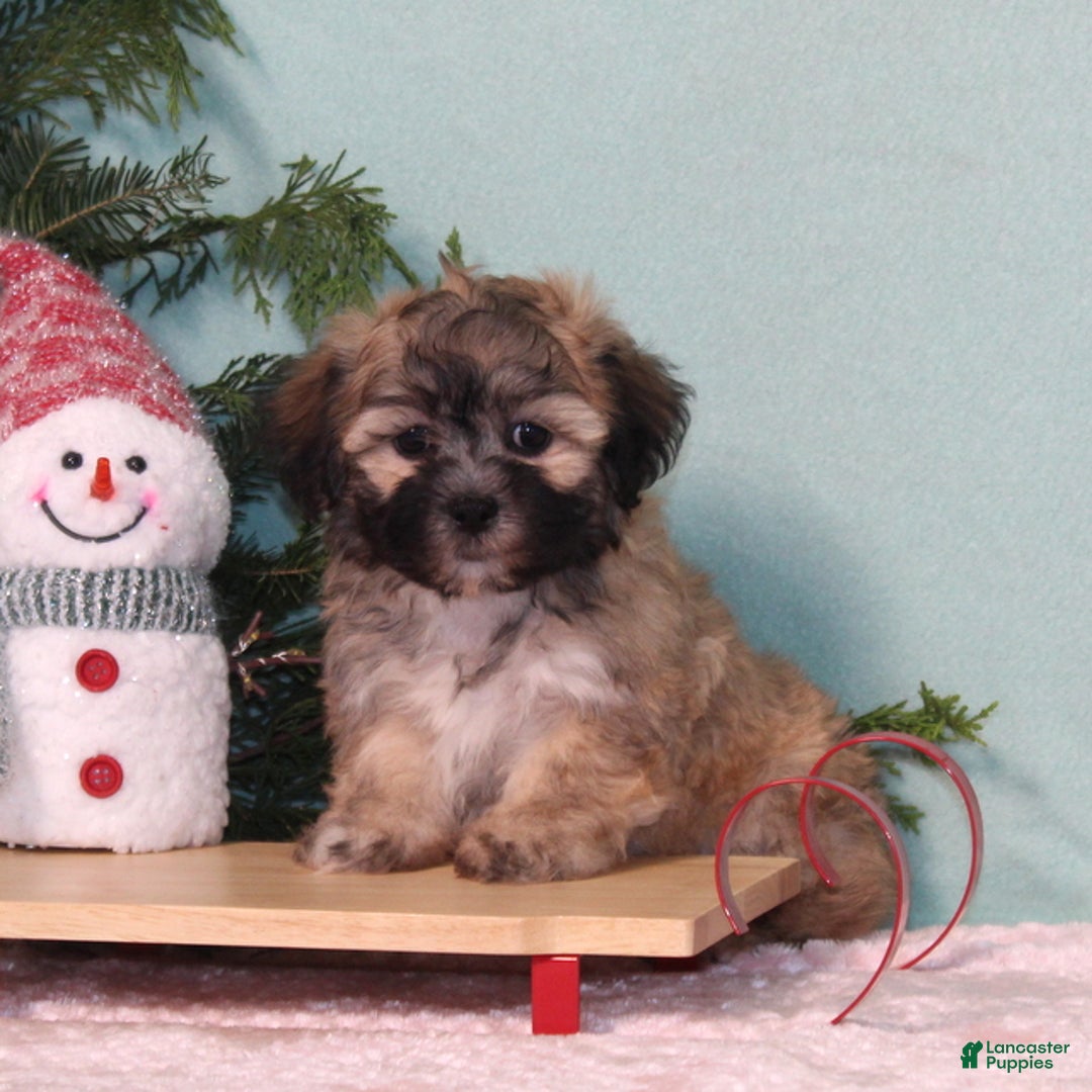 Teddy Bear dogs for sale: Kristy - Ad 4