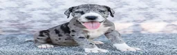 Great Dane dogs for sale: Charles - Ad 1