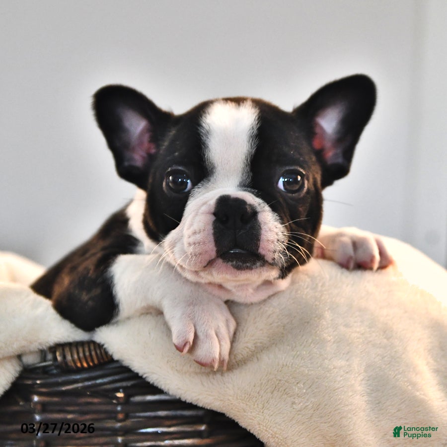 Frenchton dogs Kathy - Ad 2