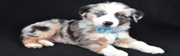 Miniature Australian Shepherd dogs for sale: Oscar - Ad 9