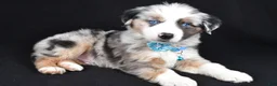 Miniature Australian Shepherd dogs for sale: Oscar - Ad 9