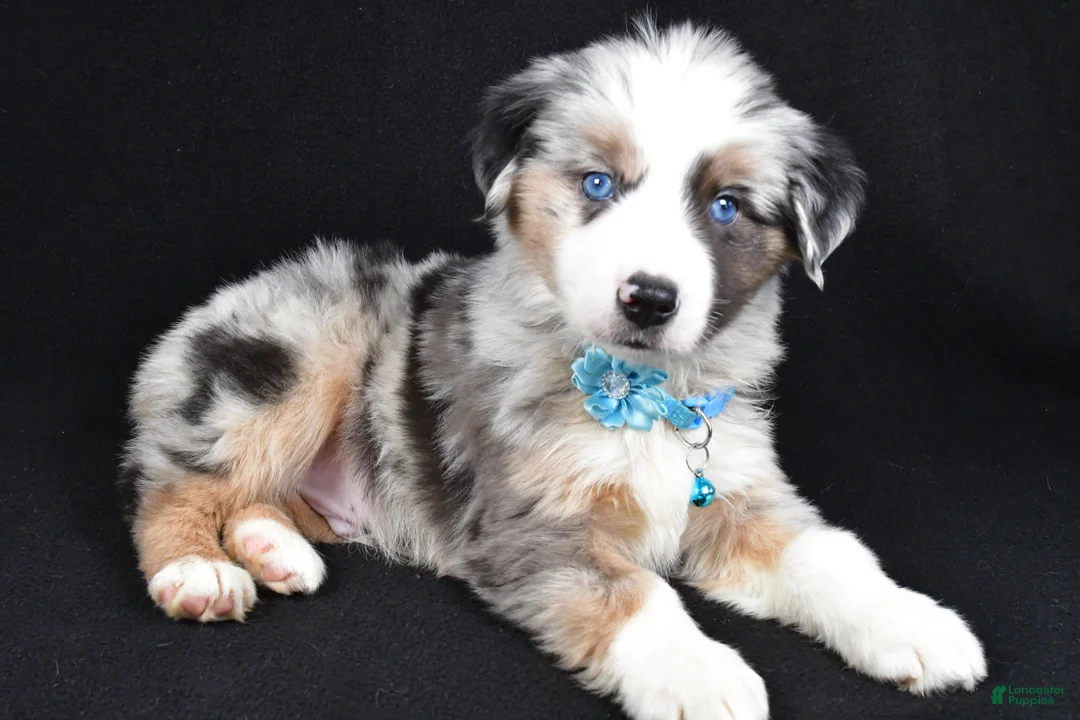 Miniature Australian Shepherd dogs for sale: Oscar - Ad 9