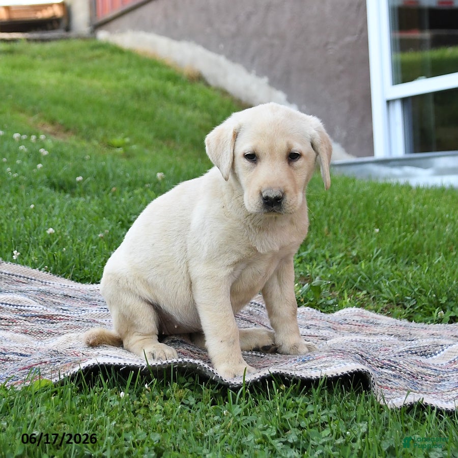 Labrador Retriever dogs Glory - Ad 2