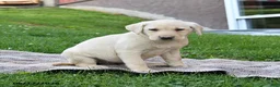 Labrador Retriever dogs for sale: Glory - Ad 2
