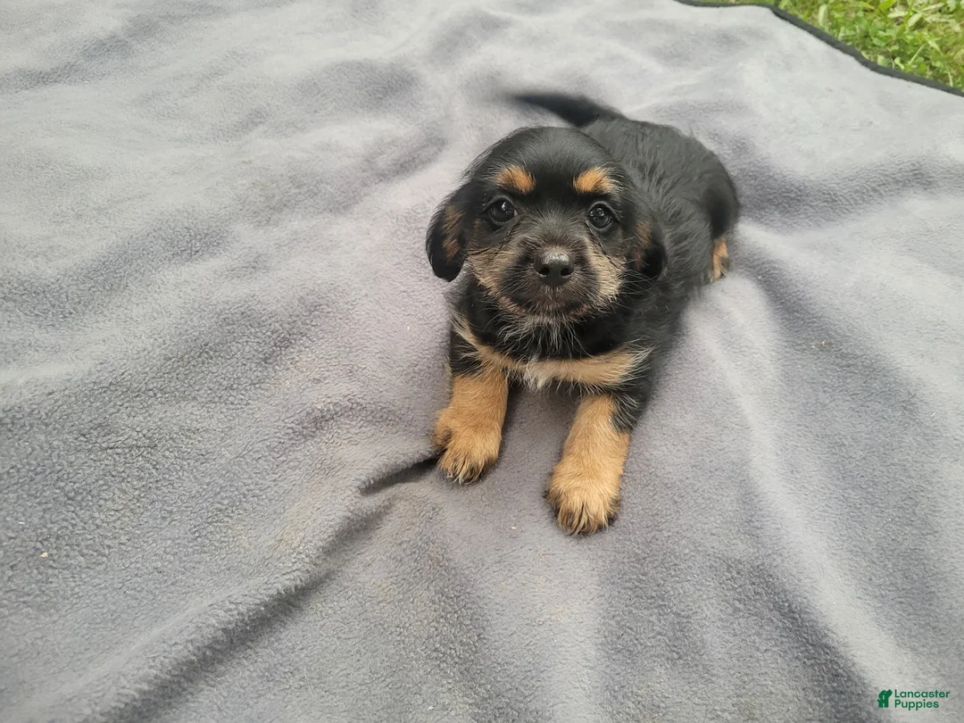 Morkie dogs for sale: Angie - Ad 2