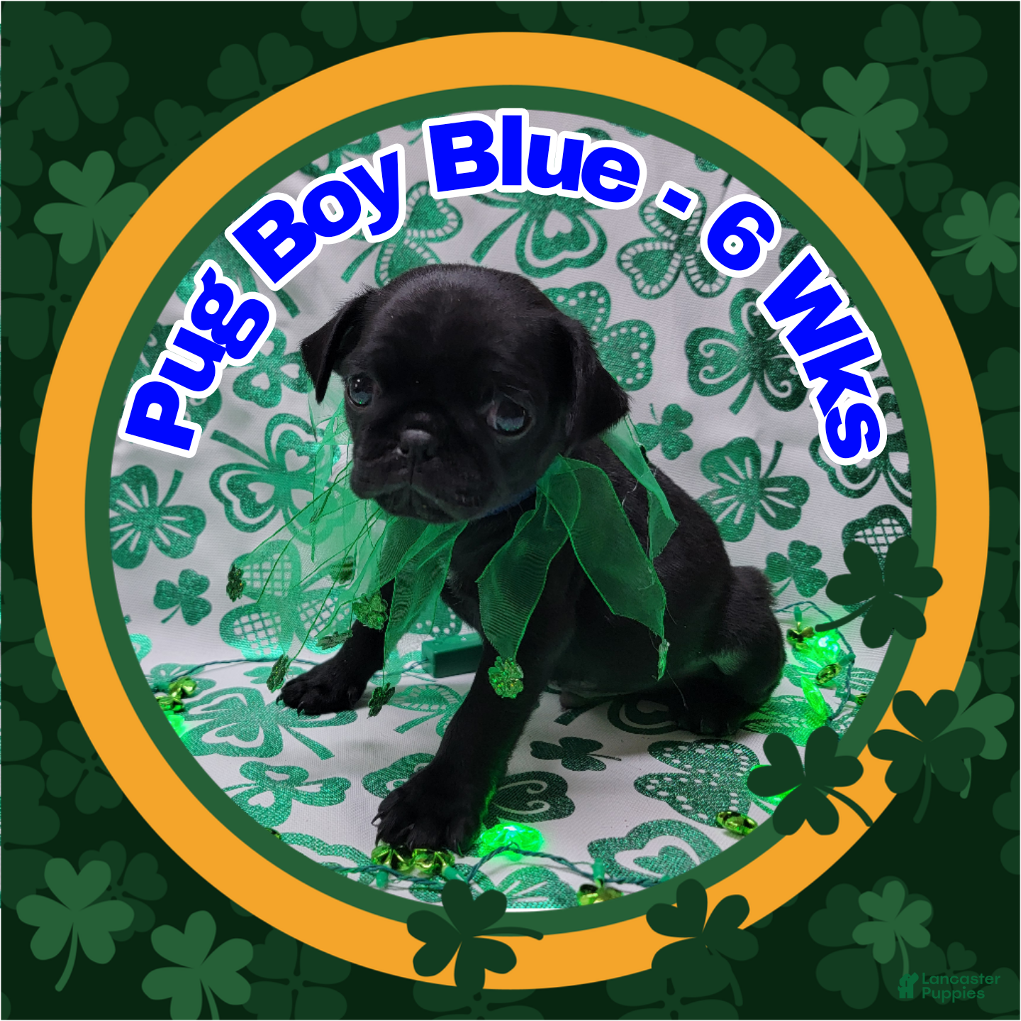 Pug dogs Pug Puppy Boy Blue - Ad 38