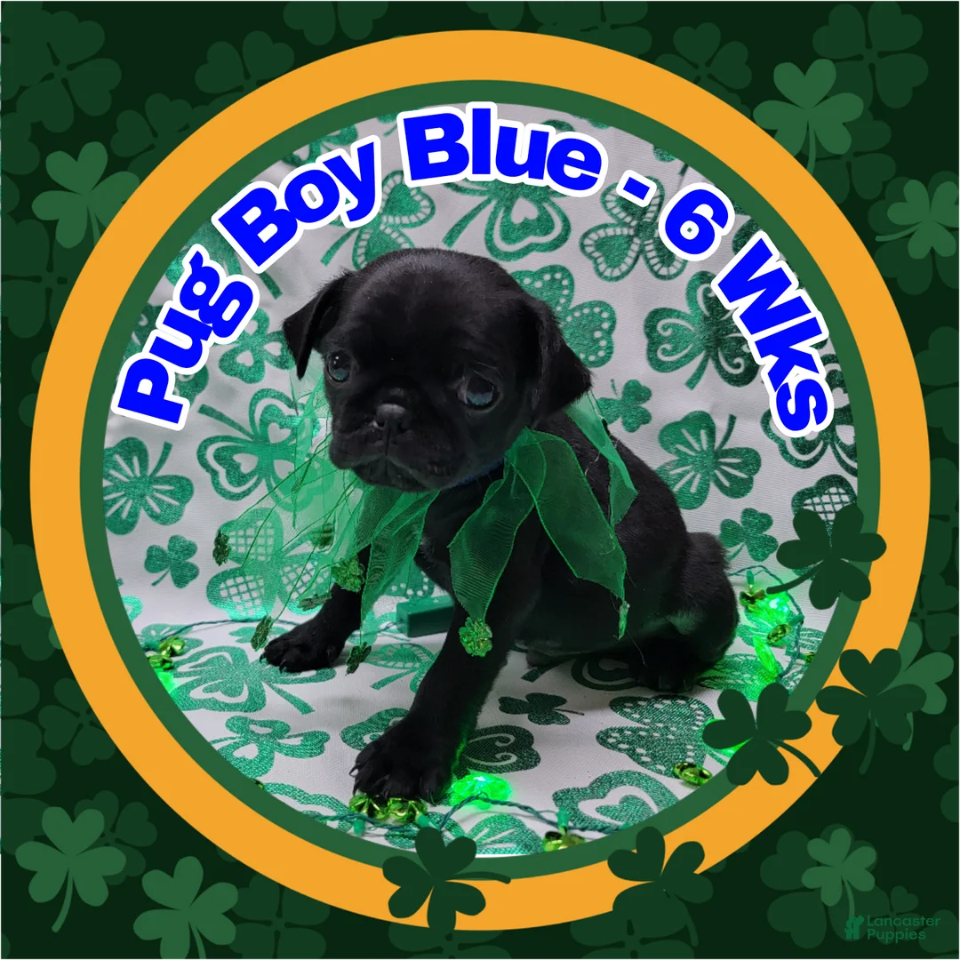 Pug dogs for sale: Pug Puppy Boy Blue - Ad 2