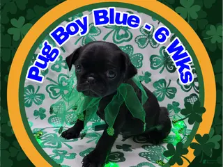 Pug dogs Pug Puppy Boy Blue - Ad 38