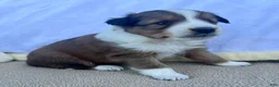 Shetland Sheepdog dogs for sale: Shania - Ad 1