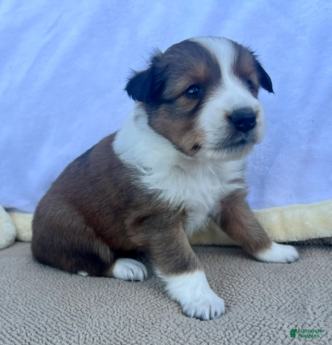 Shetland Sheepdog dogs for sale: Shania - Ad 1