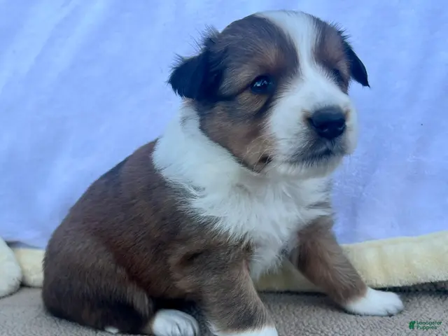 Shetland Sheepdog dogs for sale: Shania - Ad 16