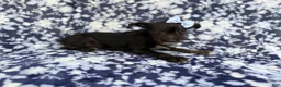Miniature Schnauzer dogs for sale: Ava - Ad 7