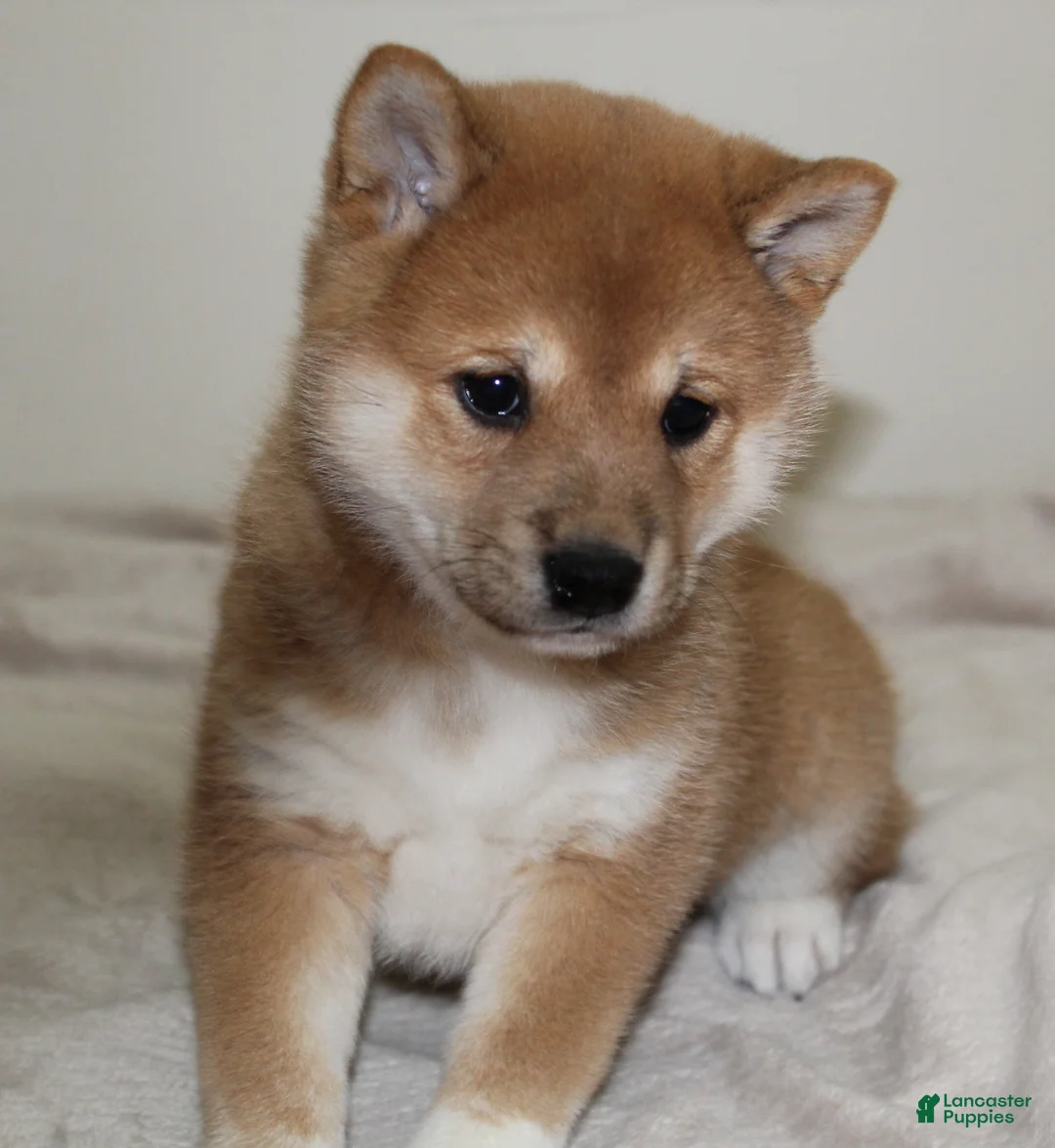 Shiba Inu dogs for sale: Tassy - Ad 13