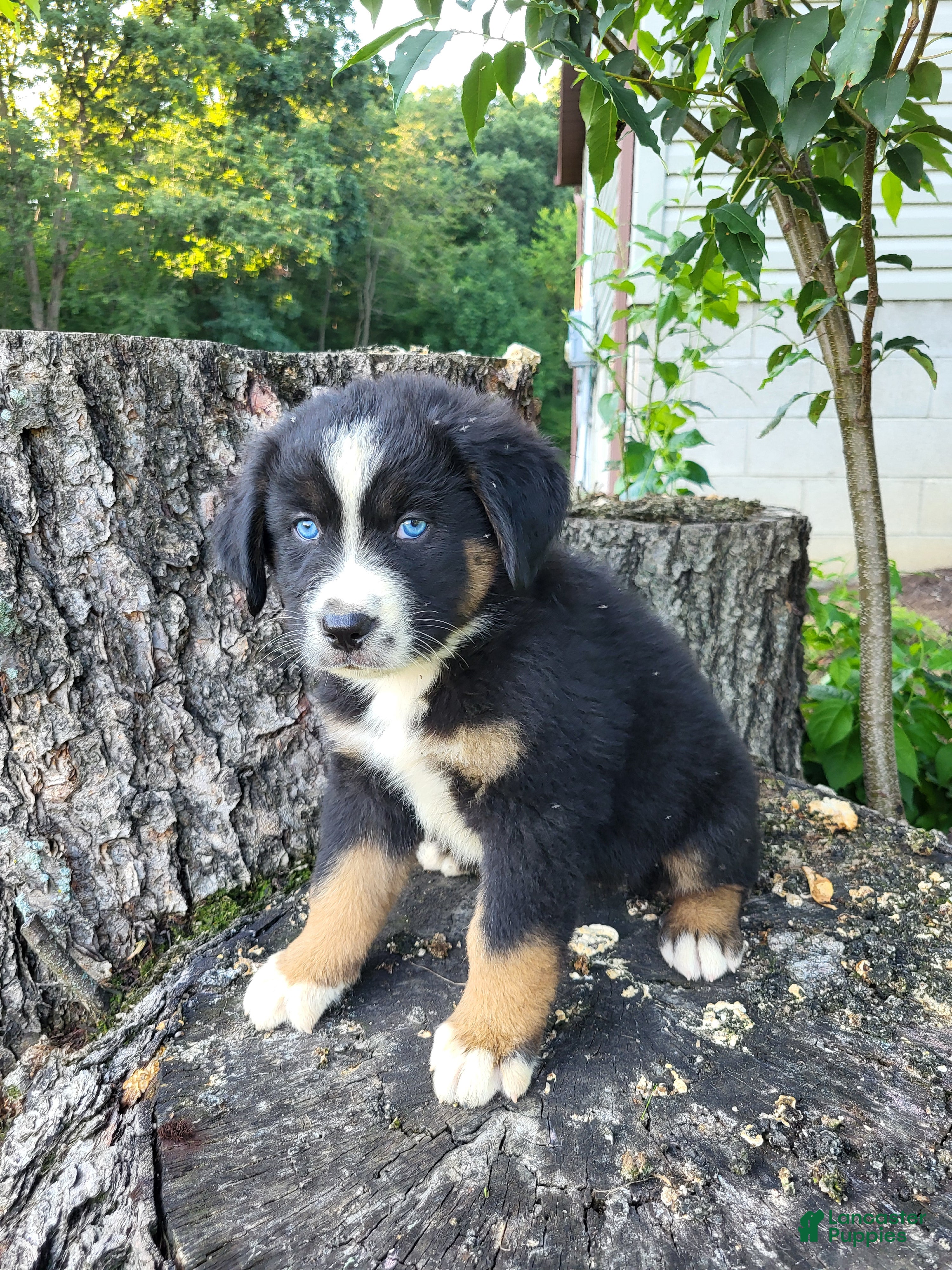 Mixed Breed dogs Teddy - Ad 2