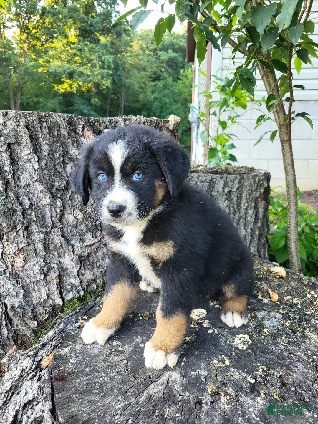 Mixed Breed dogs for sale: Teddy - Ad 2
