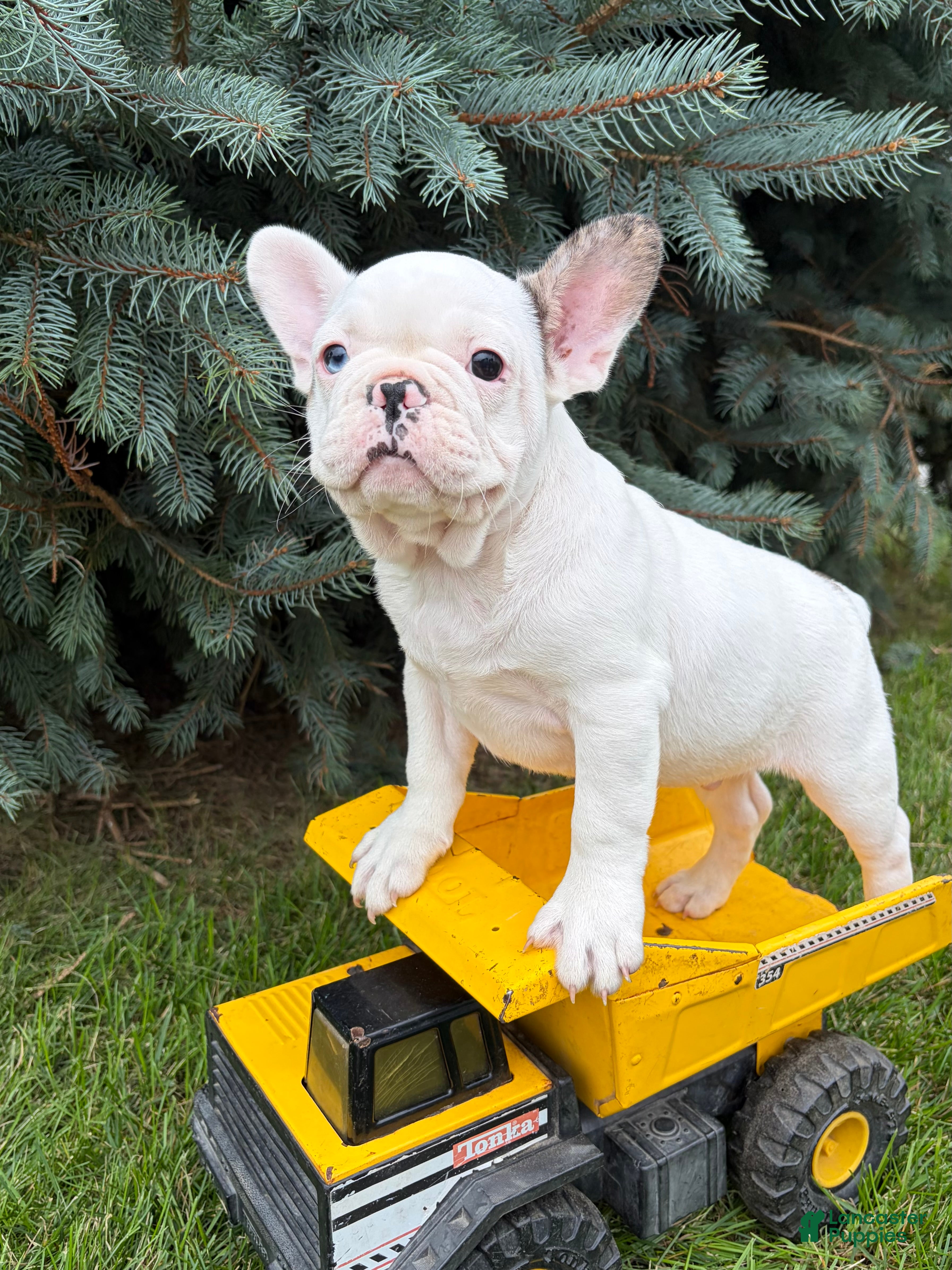 French Bulldog dogs Leo - Ad 1