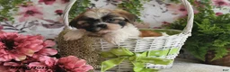 Shih Tzu dogs for sale: Rosey - Ad 4