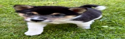 Shiba Inu dogs for sale: Shiba Inu Male - Ad 18