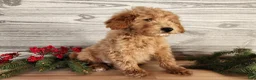 Mini Goldendoodle dogs for sale: Dover - Ad 16
