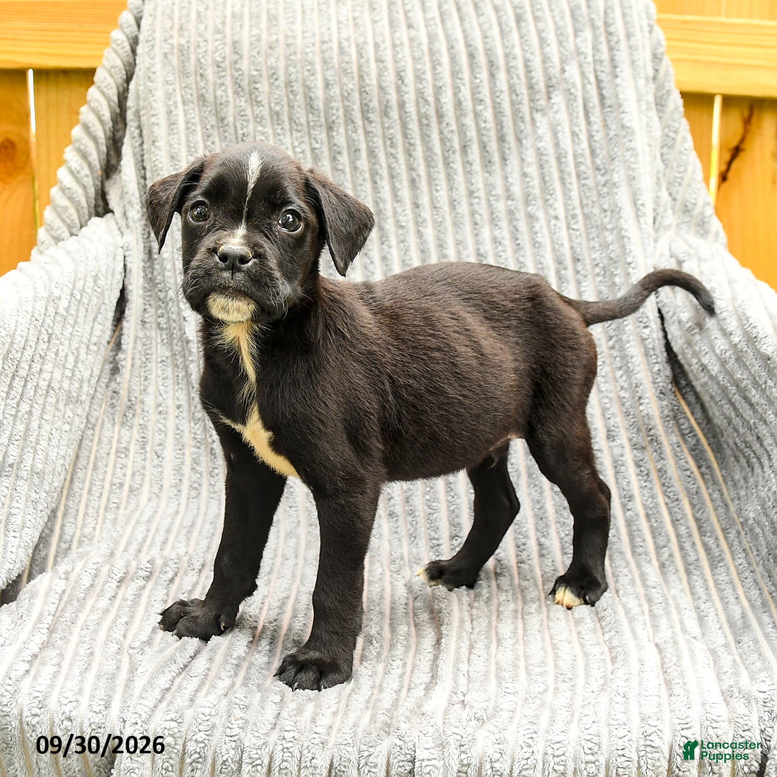 Mixed Breed dogs Roman - Ad 1