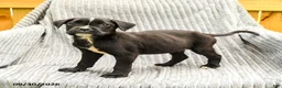 Mixed Breed dogs for sale: Roman - Ad 1