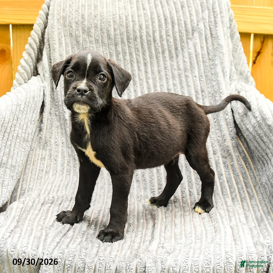 Mixed Breed dogs for sale: Roman - Ad 1