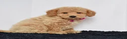 Mini Goldendoodle dogs for sale: Ms. Mia - Ad 4