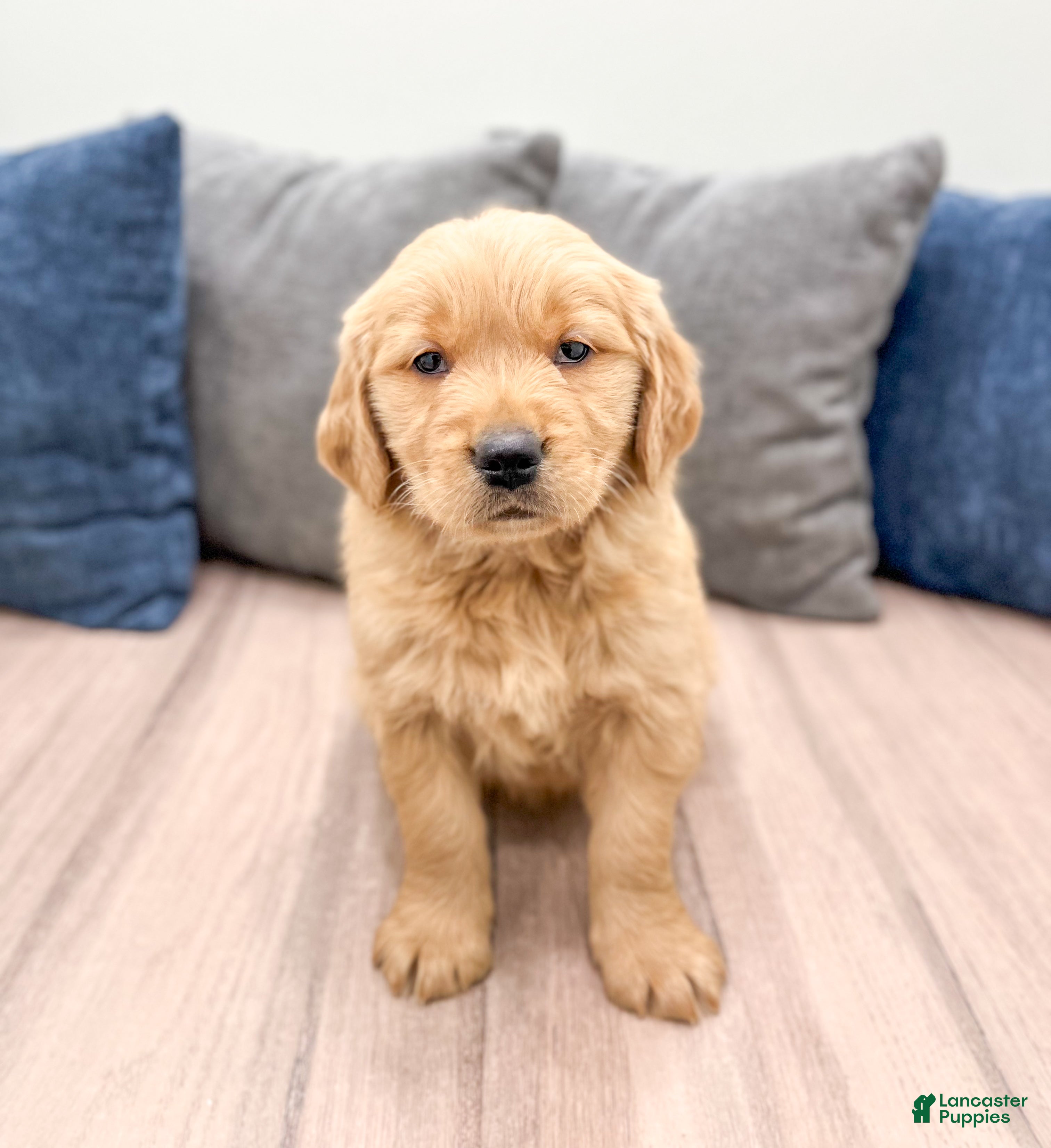 Golden Retriever dogs George - Ad 42