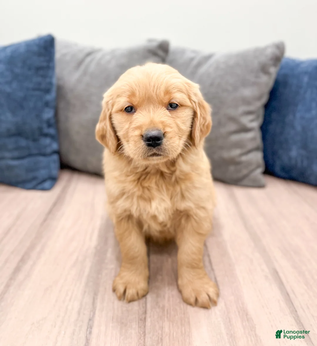 Golden Retriever dogs for sale: George - Ad 1