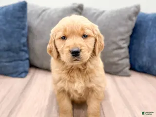 Golden Retriever dogs George - Ad 42