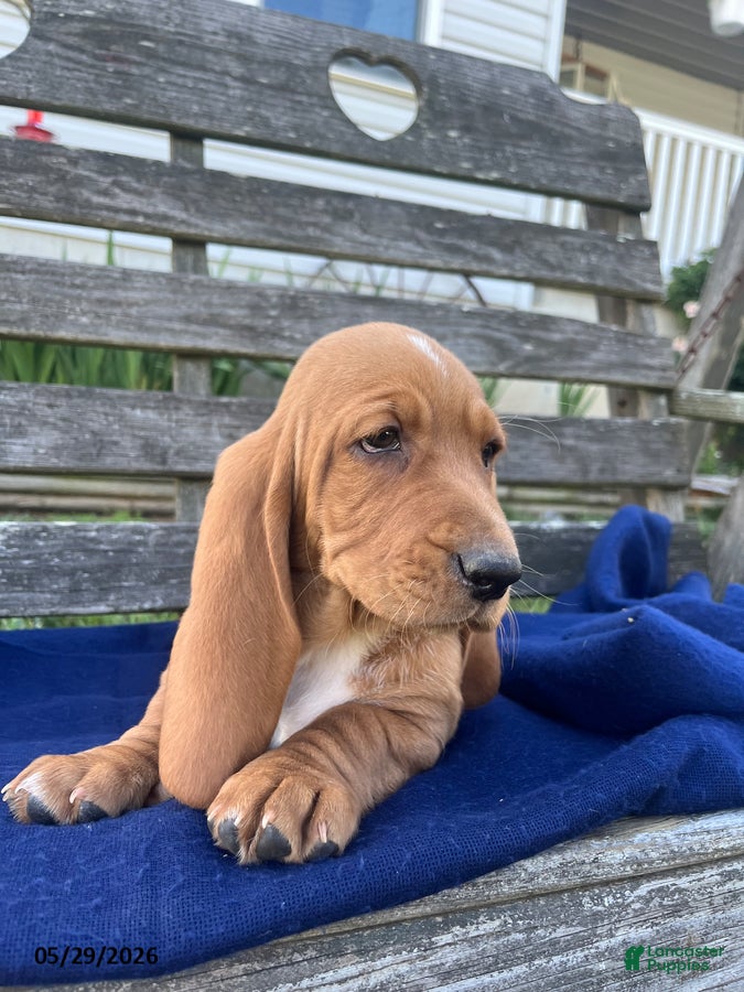 Basset Hound dogs Jess - Ad 1