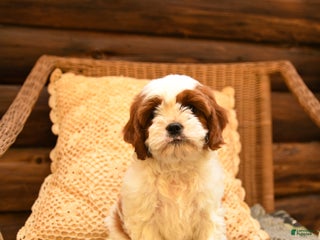 Cavapoo dogs - Ad 18