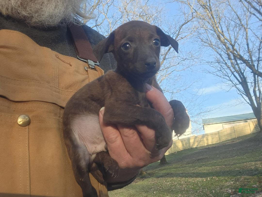 Miniature Pinscher dogs Harley - Ad 2