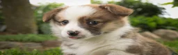 Welsh Corgi Pembroke dogs for sale: Rex - Ad 6