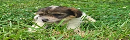Yorkshire Terrier dogs for sale: Rosie - Ad 5