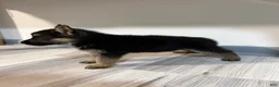German Shepherd dogs for sale: Maya - Ad 3