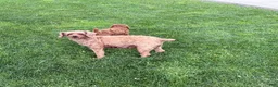 Miniature Poodle dogs for sale: Teddy - Ad 15