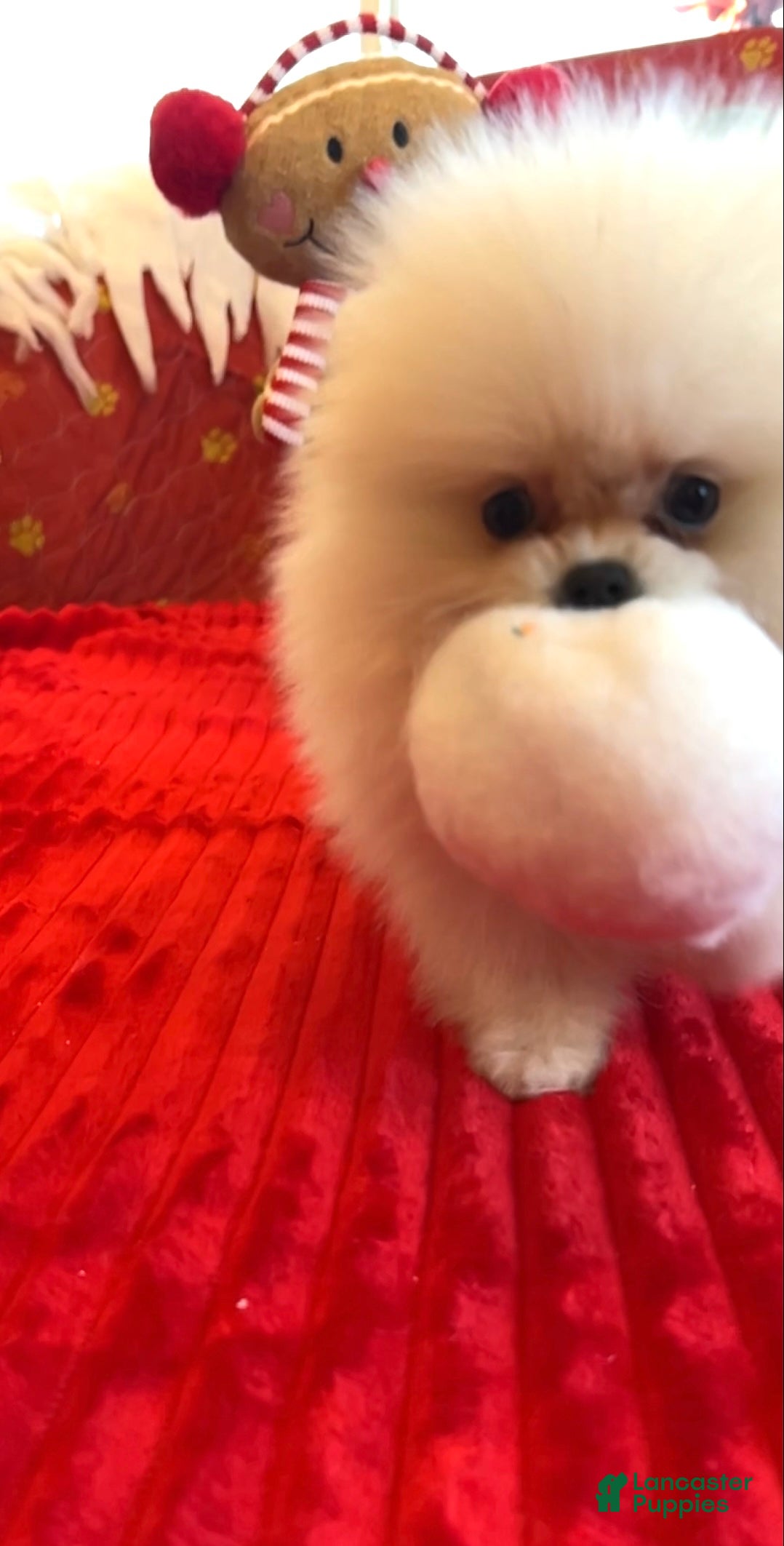 Pomeranian dogs Tom AKC Registered full rights  - Ad 3