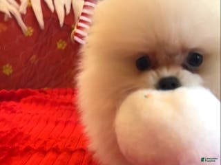Pomeranian dogs Tom AKC Registered full rights - Ad 1