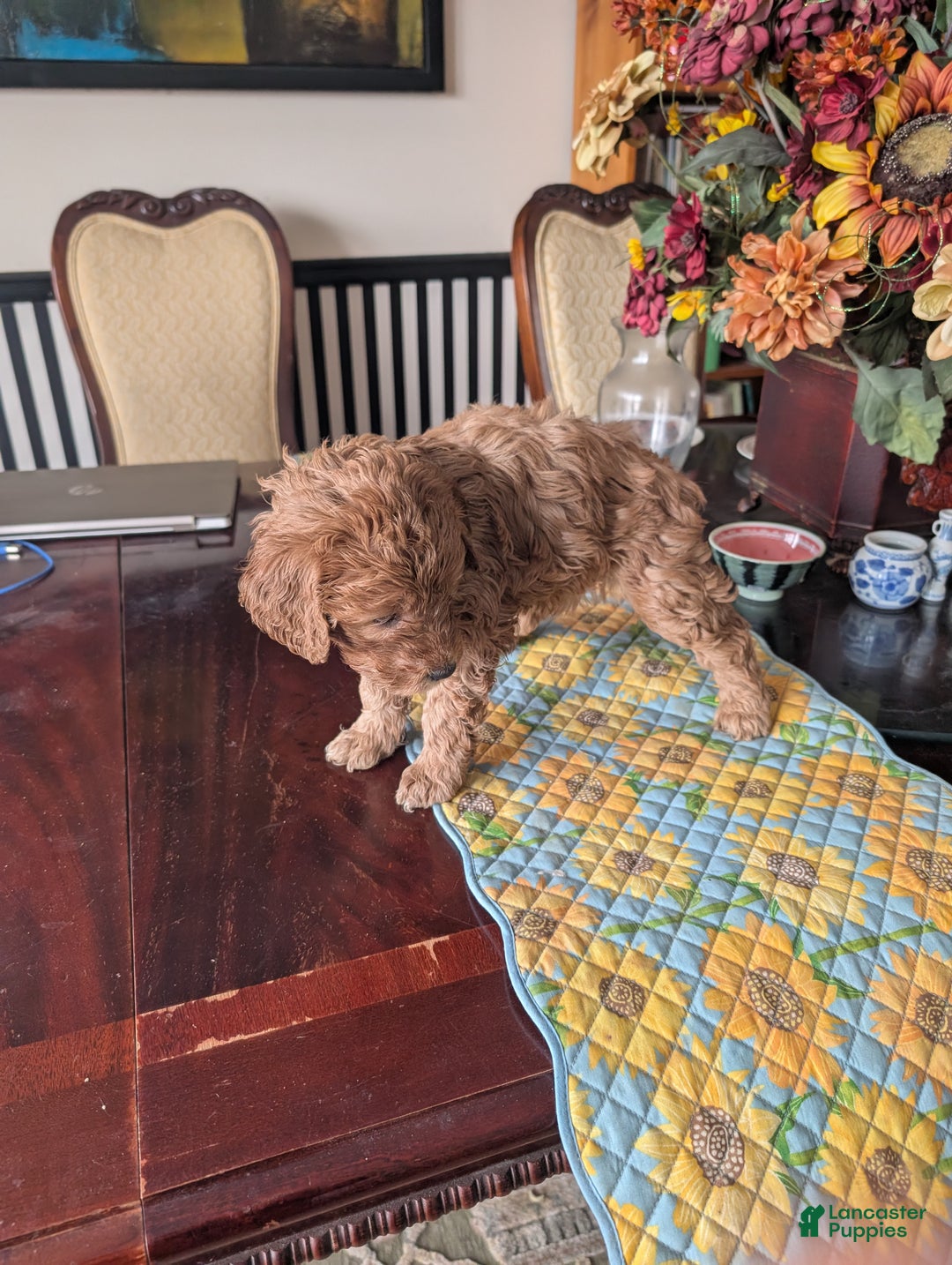 Goldendoodle dogs for sale: Linda - Ad 2