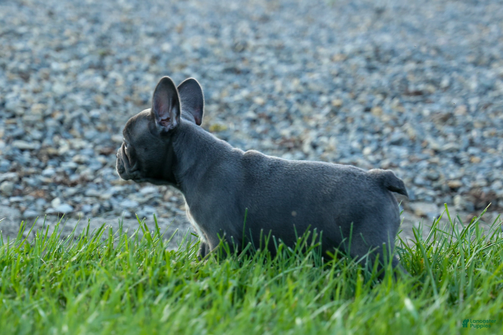 Frenchton dogs MILO - Ad 2