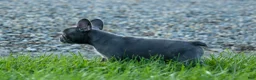 Frenchton dogs for sale: MILO - Ad 2
