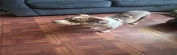 American Bully dogs for sale: American Bully 1 - Ad 4